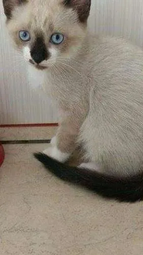 Gato ra a pelo curto idade 2 a 6 meses nome sem nome
