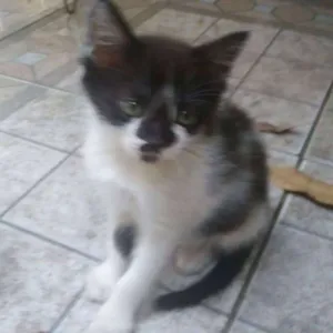 Gato raça RND idade 2 a 6 meses nome Gatinhos