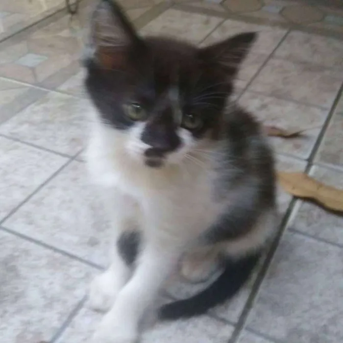 Gato ra a RND idade 2 a 6 meses nome Gatinhos