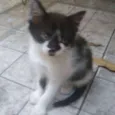 Gatinhos