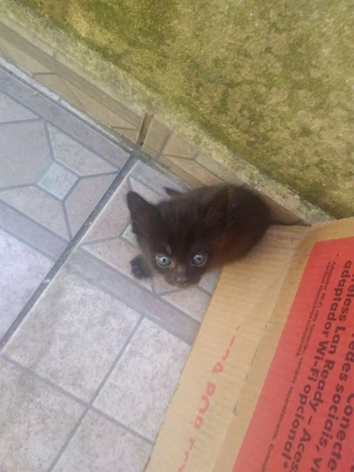 Gato ra a RND idade 2 a 6 meses nome Gatinhos