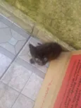 Gatinhos