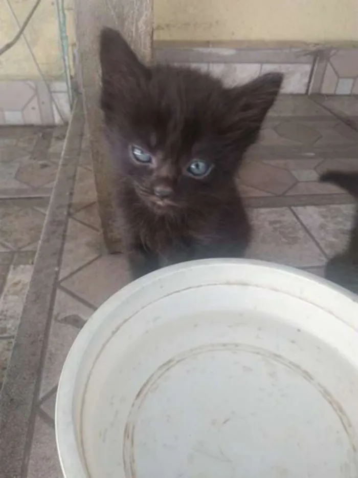 Gato ra a RND idade 2 a 6 meses nome Gatinhos