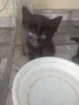 Gatinhos