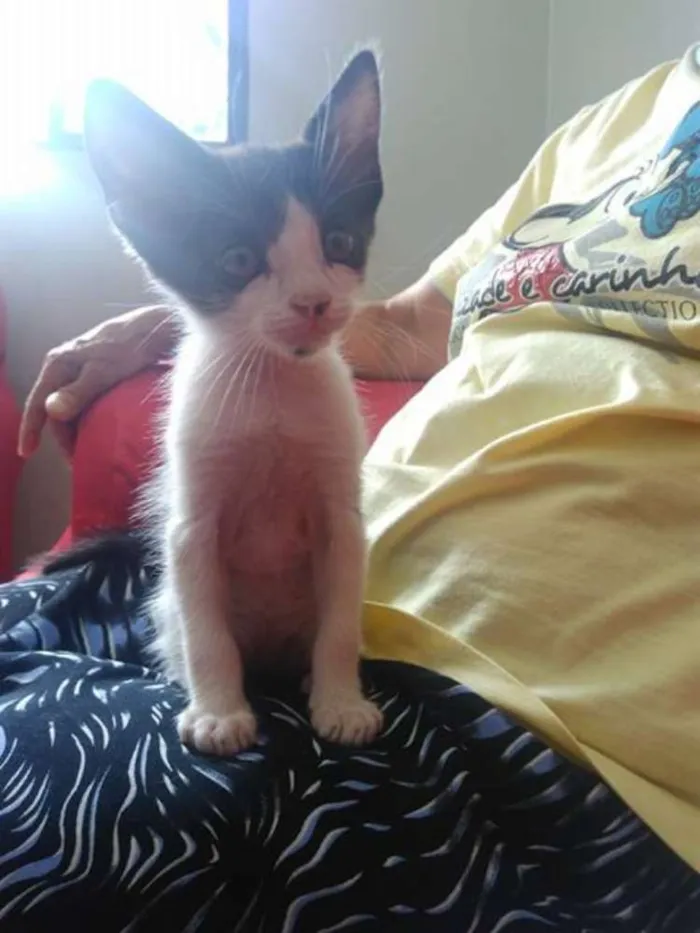 Gato ra a RND idade 2 a 6 meses nome Gatinhos