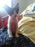 Gatinhos