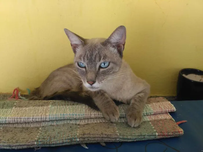 Gato ra a SRD idade 7 a 11 meses nome Charlotte