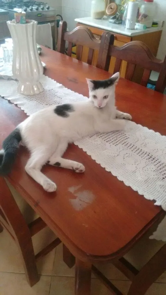 Gato ra a Vira lata  idade 2 a 6 meses nome Bóris