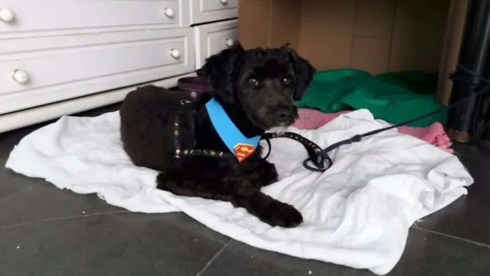 Cachorro ra a vira lata idade 7 a 11 meses nome Achado Mauá