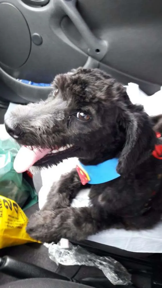 Cachorro ra a vira lata idade 7 a 11 meses nome Achado Mauá
