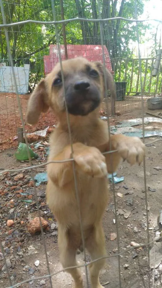 Cachorro ra a Vira-lata idade 2 a 6 meses nome Sem nome