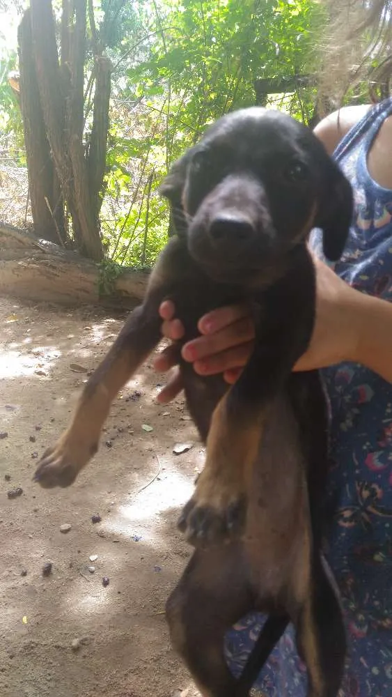 Cachorro ra a Vira-lata idade 2 a 6 meses nome Sem.nome