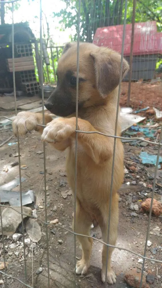 Cachorro ra a Vira-lata idade 2 a 6 meses nome Sem.nome