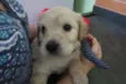 Draco