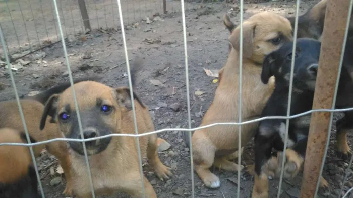 Cachorro ra a Vira-lata idade 2 a 6 meses nome Sem.nome