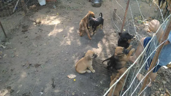 Cachorro ra a Vira-lata idade 2 a 6 meses nome Sem.nome