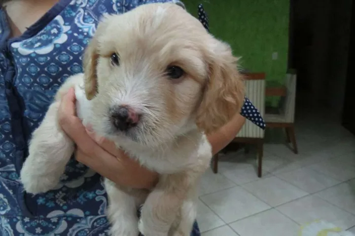 Cachorro ra a SRD idade Abaixo de 2 meses nome Aaron