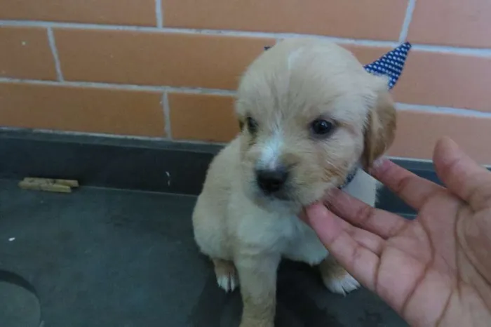 Cachorro ra a SRD idade Abaixo de 2 meses nome Andy