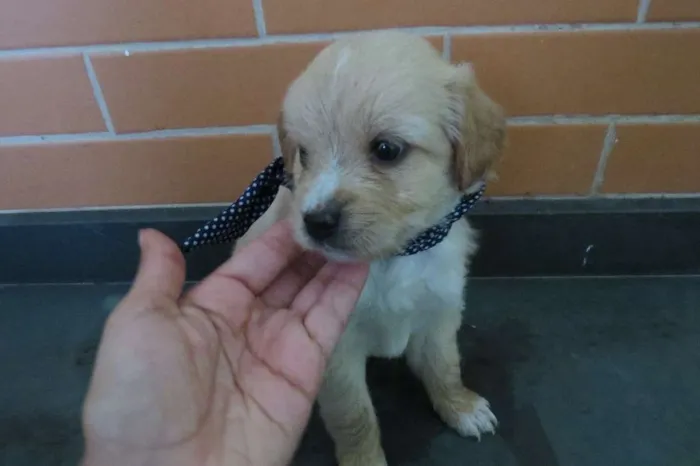 Cachorro ra a SRD idade Abaixo de 2 meses nome Andy