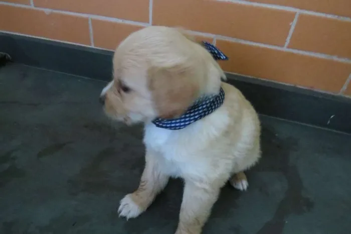 Cachorro ra a SRD idade Abaixo de 2 meses nome Andy