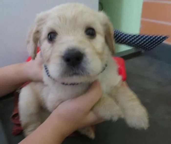 Cachorro ra a SRD idade Abaixo de 2 meses nome Draco