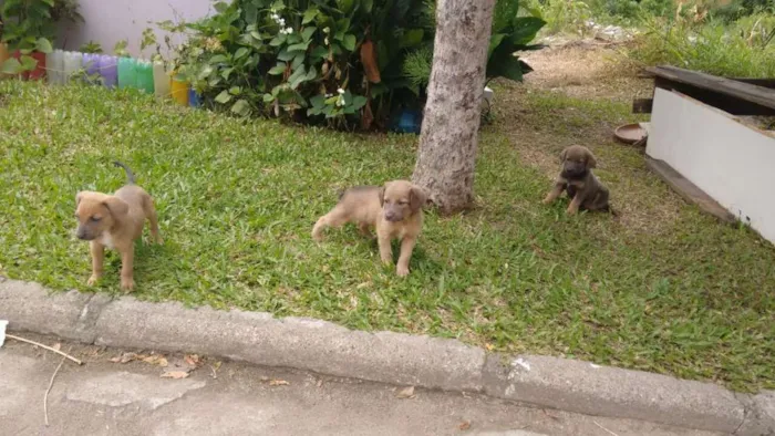 Cachorro ra a  idade Abaixo de 2 meses nome Sem nome