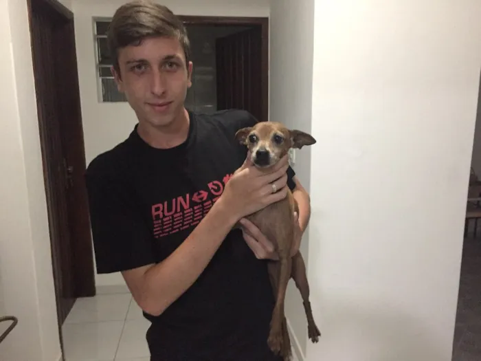Cachorro ra a Pinscher idade 6 ou mais anos nome Blade