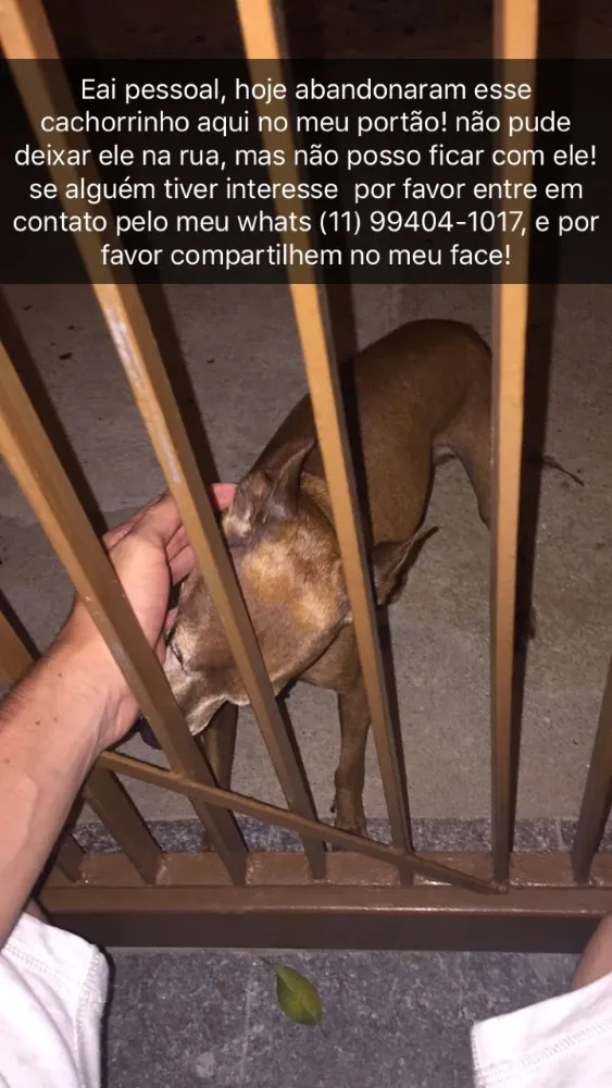 Cachorro ra a Pinscher idade 6 ou mais anos nome Blade