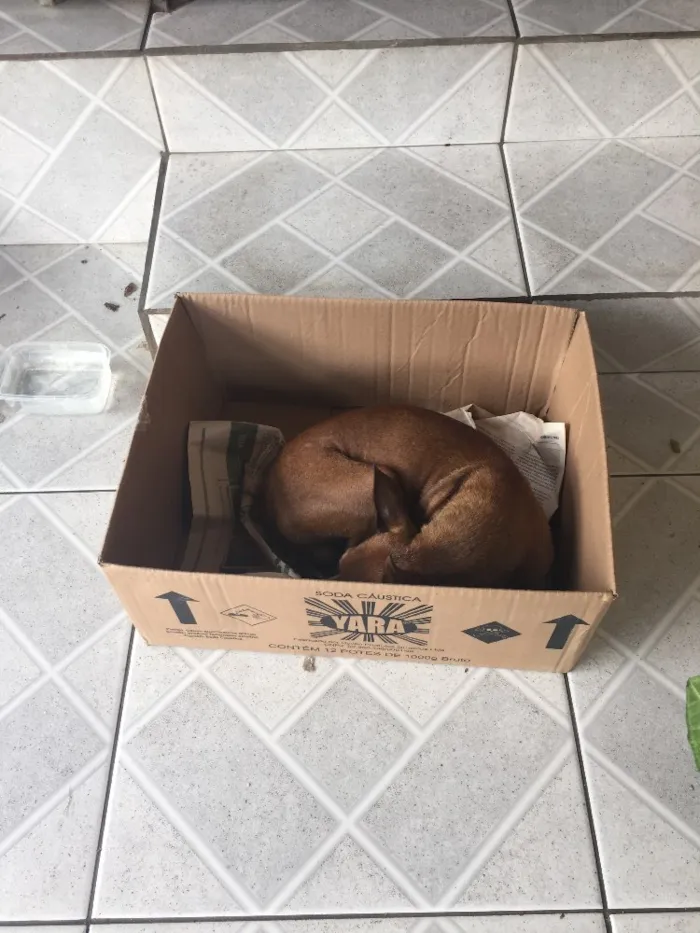 Cachorro ra a Pinscher idade 6 ou mais anos nome Blade