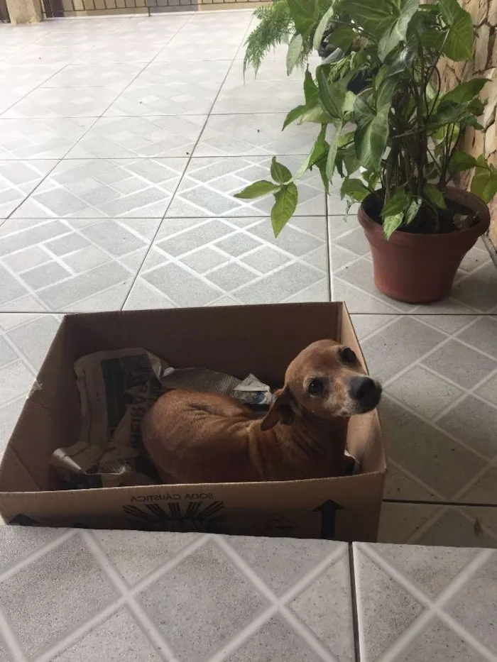 Cachorro ra a Pinscher idade 6 ou mais anos nome Blade