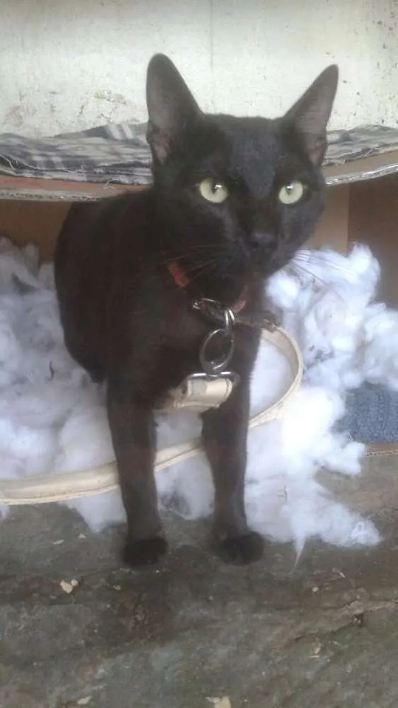 Gato ra a Srd idade 1 ano nome Black