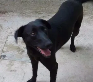 Cachorro raça Srd idade 2 anos nome Pretinha