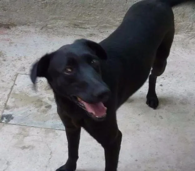 Cachorro ra a Srd idade 2 anos nome Pretinha