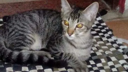 Gato ra a Srd idade 2 a 6 meses nome Rajadinho