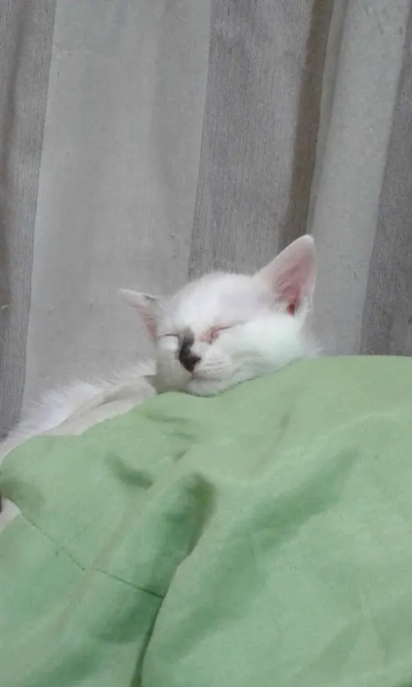 Gato ra a Srd idade Abaixo de 2 meses nome Sem nome