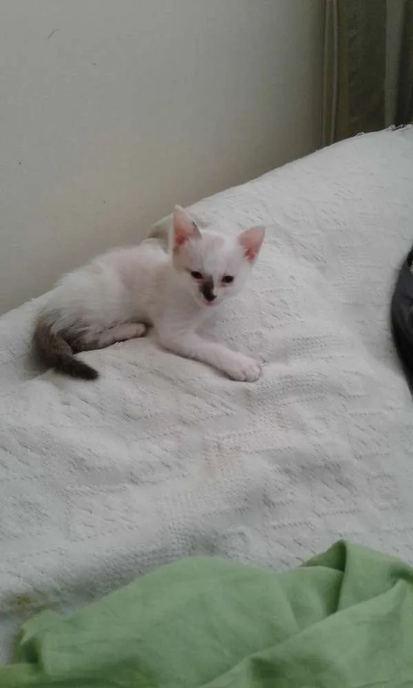 Gato ra a Srd idade Abaixo de 2 meses nome Sem nome