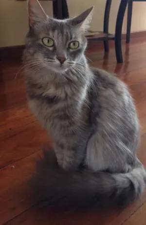 Gato raça SRD idade 6 ou mais anos nome Cherry