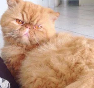 Gato raça Persa idade 3 anos nome Tarik