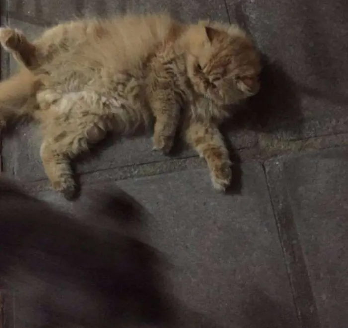 Gato ra a Persa idade 3 anos nome Tarik