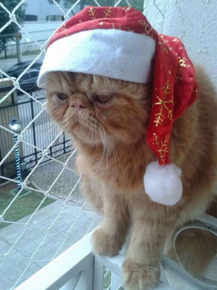 Gato ra a Persa idade 3 anos nome Tarik
