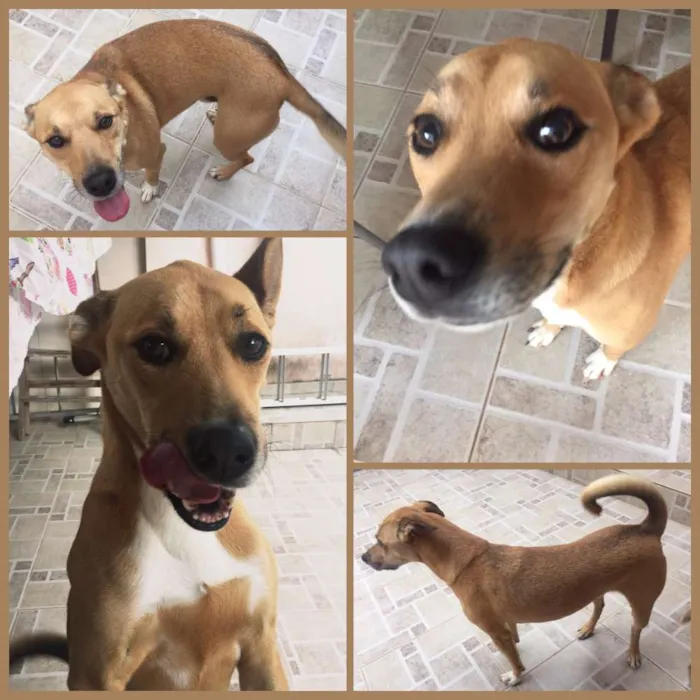 Cachorro ra a SRD idade 4 anos nome Tyrone