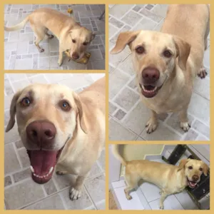Cachorro raça SRD idade 4 anos nome Dora