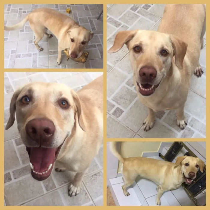Cachorro ra a SRD idade 4 anos nome Dora