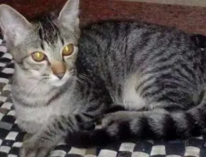 Gato raça Srd idade 2 a 6 meses nome Rajadinho