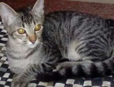 Gato ra a Srd idade 2 a 6 meses nome Rajadinho