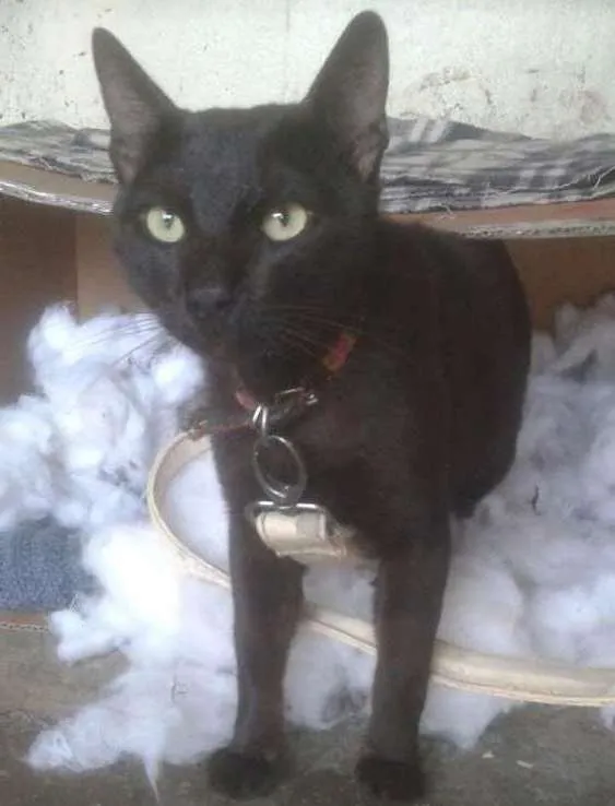 Gato ra a Srd idade 1 ano nome Black