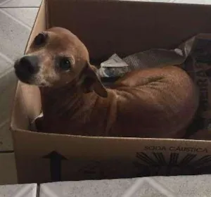 Cachorro raça Pinscher idade 6 ou mais anos nome Blade