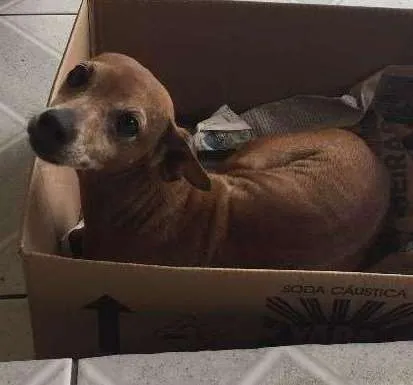 Cachorro ra a Pinscher idade 6 ou mais anos nome Blade