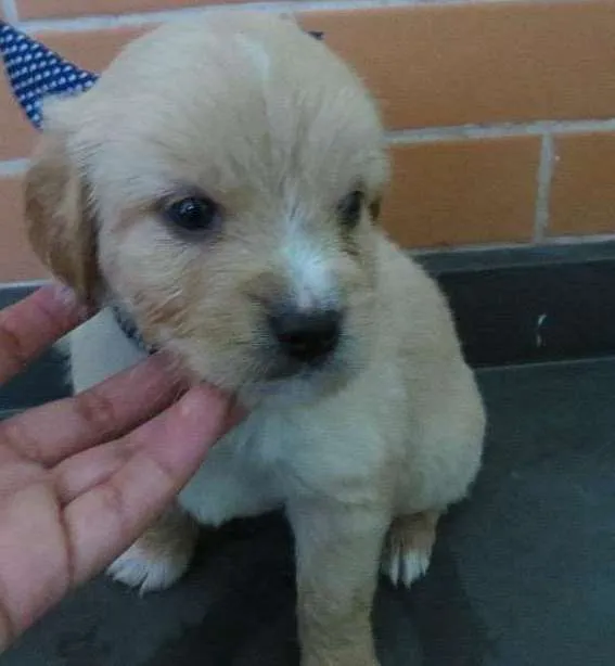 Cachorro ra a SRD idade Abaixo de 2 meses nome Andy