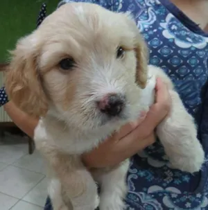 Cachorro raça SRD idade Abaixo de 2 meses nome Aaron